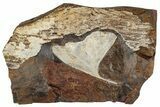 Fossil Ginkgo Leaf From North Dakota - Paleocene #262676-1